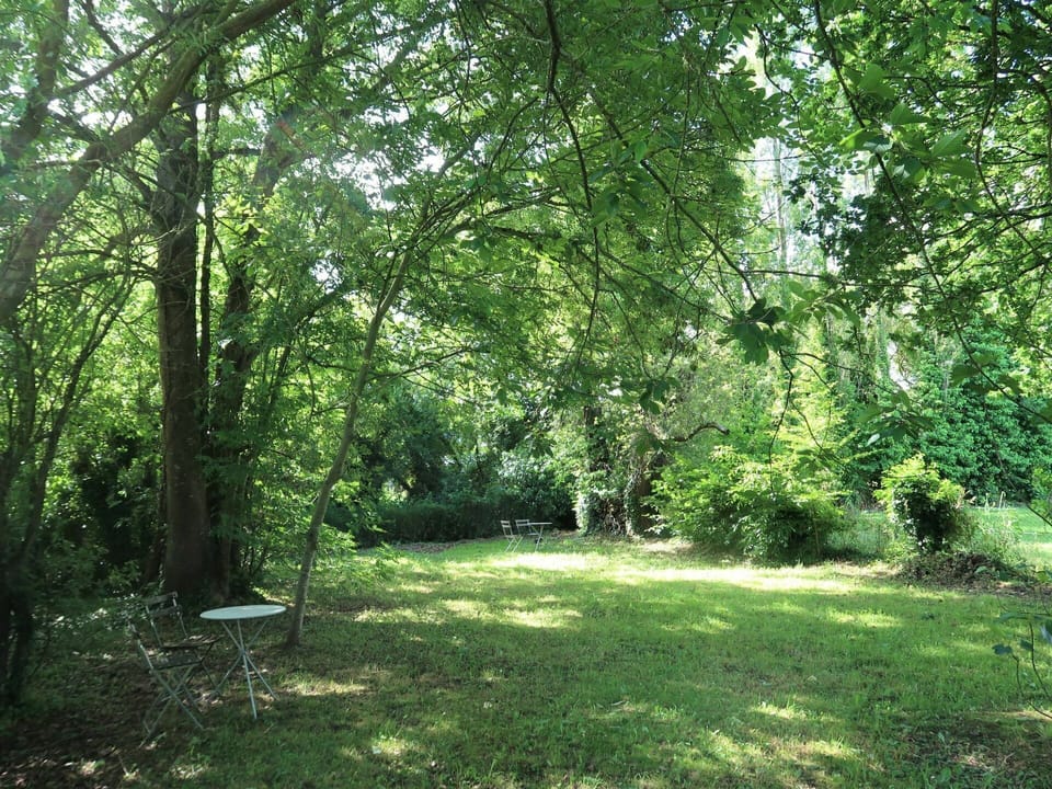 Plant, Plant Community, Natural Landscape, Shade, Tree, Trunk, Terrestrial Plant, Grass, Landscape, Deciduous