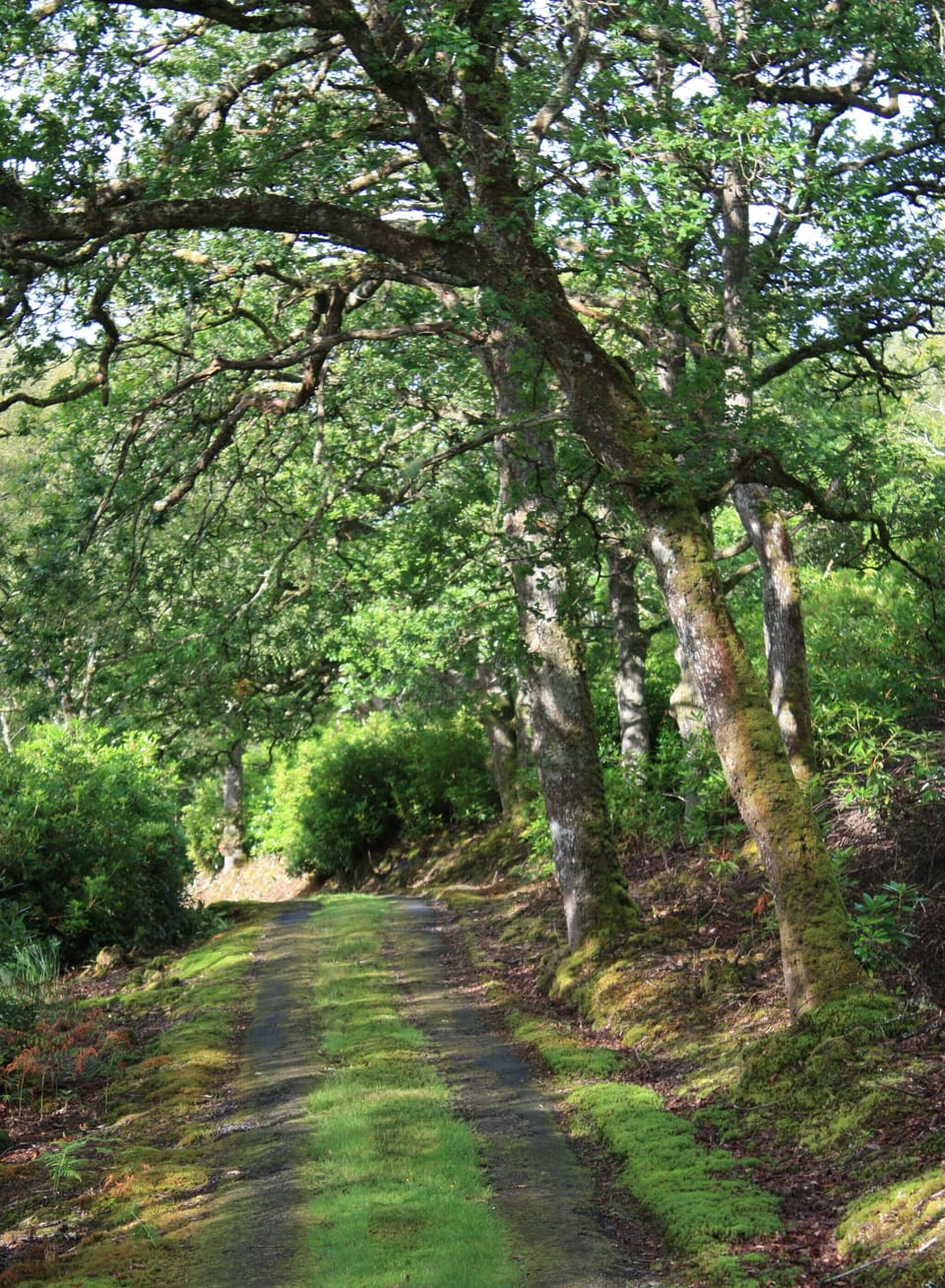 The Road up to Cove Cottage