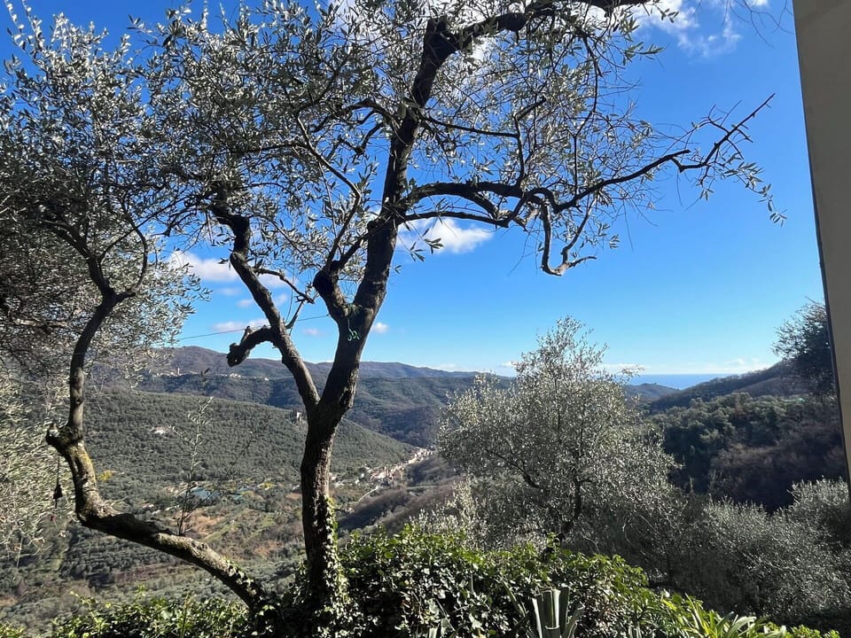 Mountainous Landforms, Branch, Leaf, Nature, Natural Environment, Vegetation, Hill, Mountain, Landscape, Plant Community