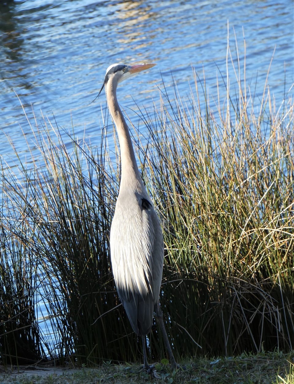 Plenty of wild life on the Lagoon