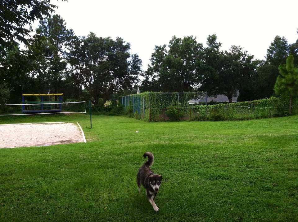 Backyard View: Sand Pit Volley Ball, Tennis Court, Fenced Pool, Dogs Romping
