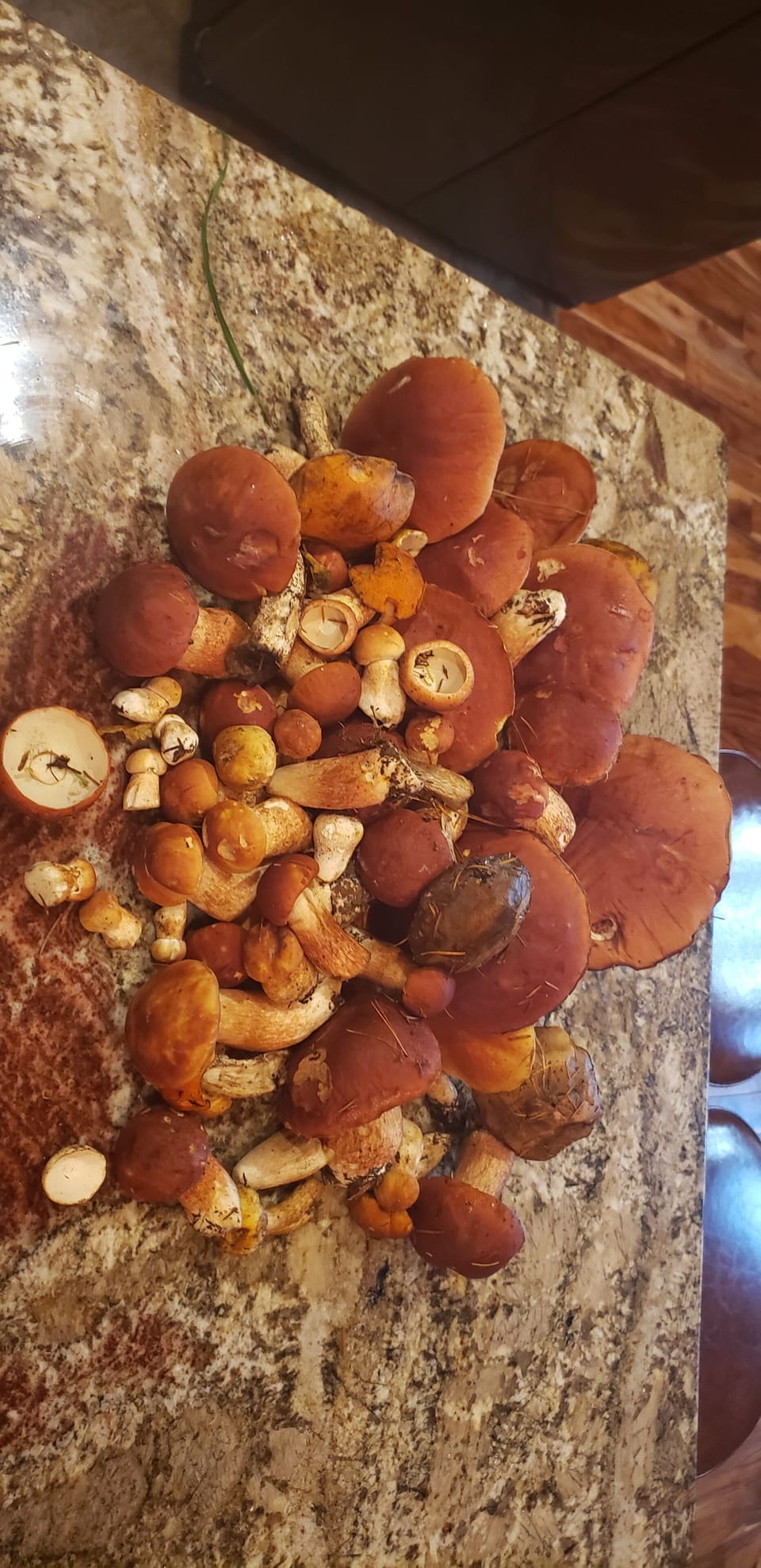mushroom picking