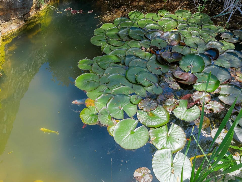Water, Plant, Flower, Botany, Terrestrial Plant, Organism, Natural Landscape
