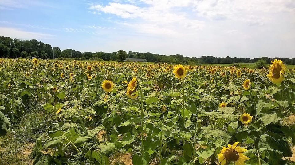 Nearby sunflower field
