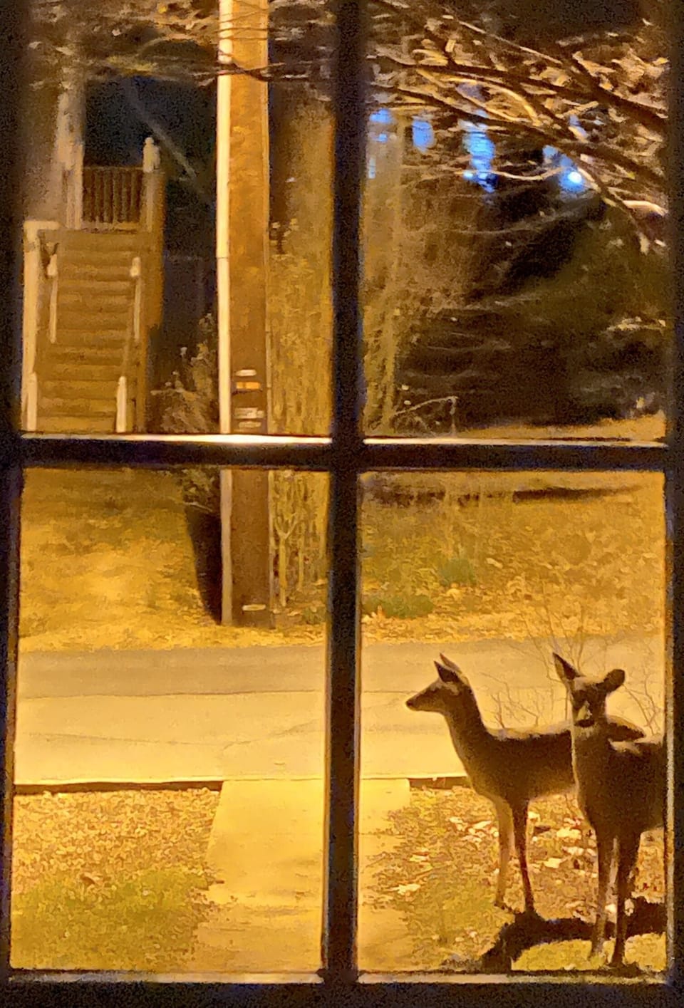 We have deer, and other wildlife,  in the neighborhood that visit regularly.