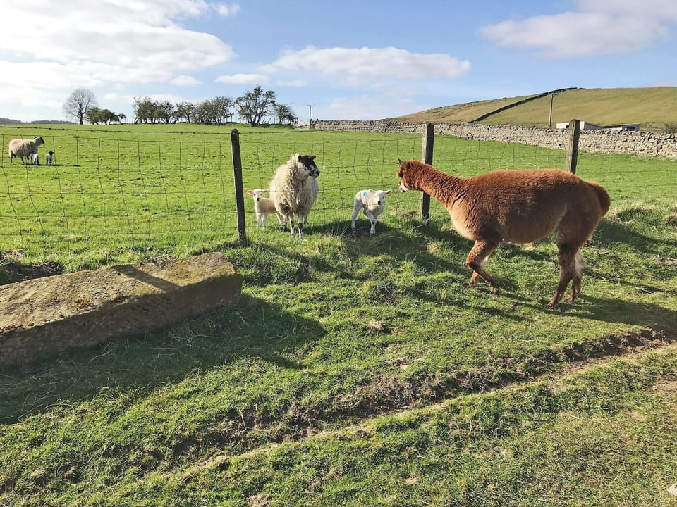 Wonderful working farm location | Ferny Rigg Byre, Falstone, near Kielder