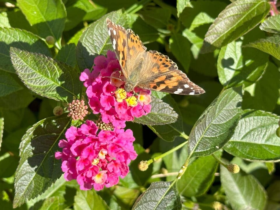 A Painted Lady butterfly enjoying the Lantana in the front garden.