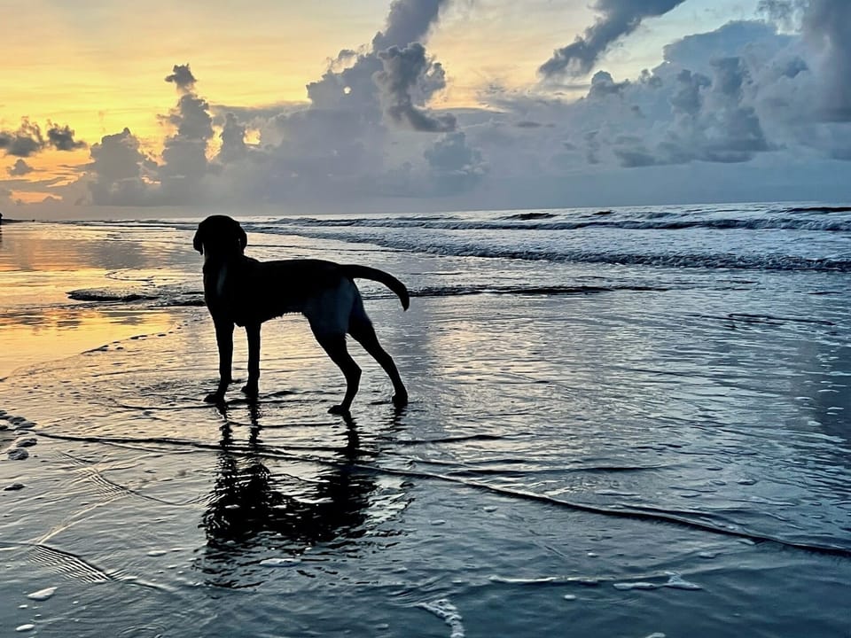 Pet friendly!