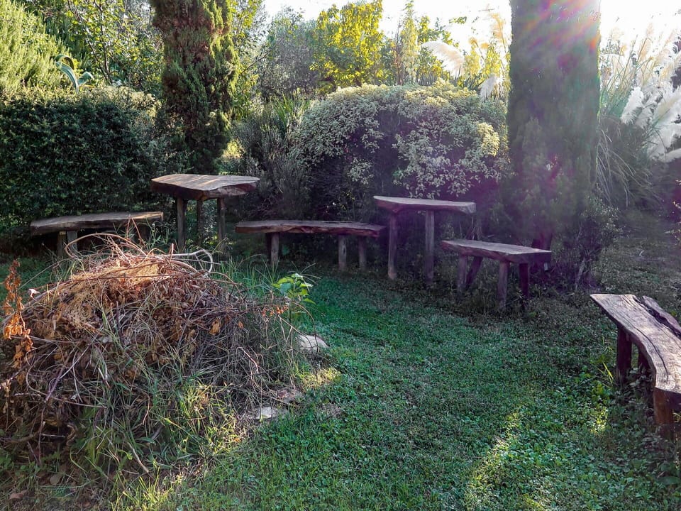 Plant, Table, Furniture, Plant Community, Nature, Natural Landscape, Botany, Branch, Tree, Outdoor Table