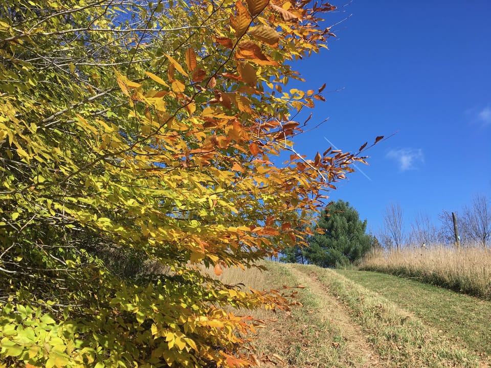 Walking paths