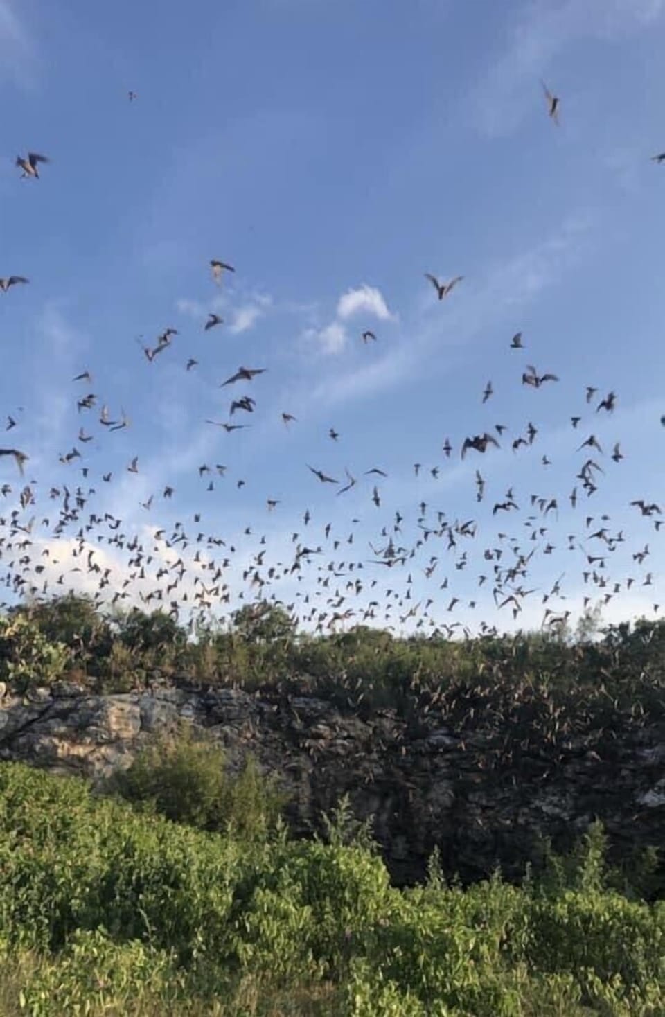  Nearby Attraction: Frio Bat Flight
