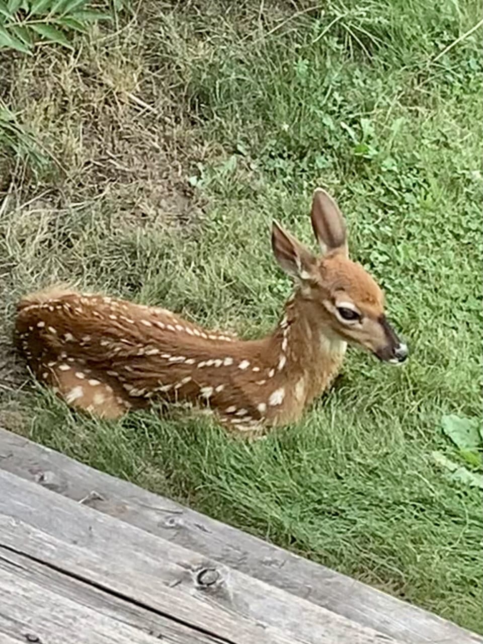 Baby born on the property.