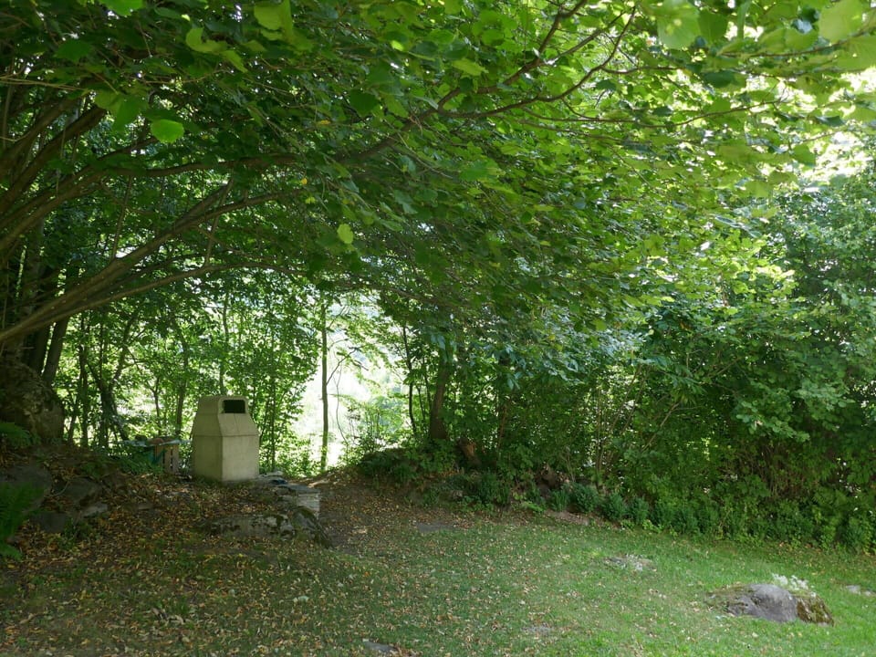 Plant, Leaf, Natural Landscape, Shade, Tree, Trunk, Land Lot, Grass, Deciduous