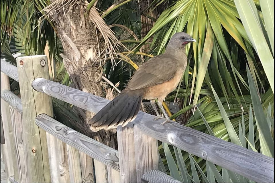 Jungle wildlife
