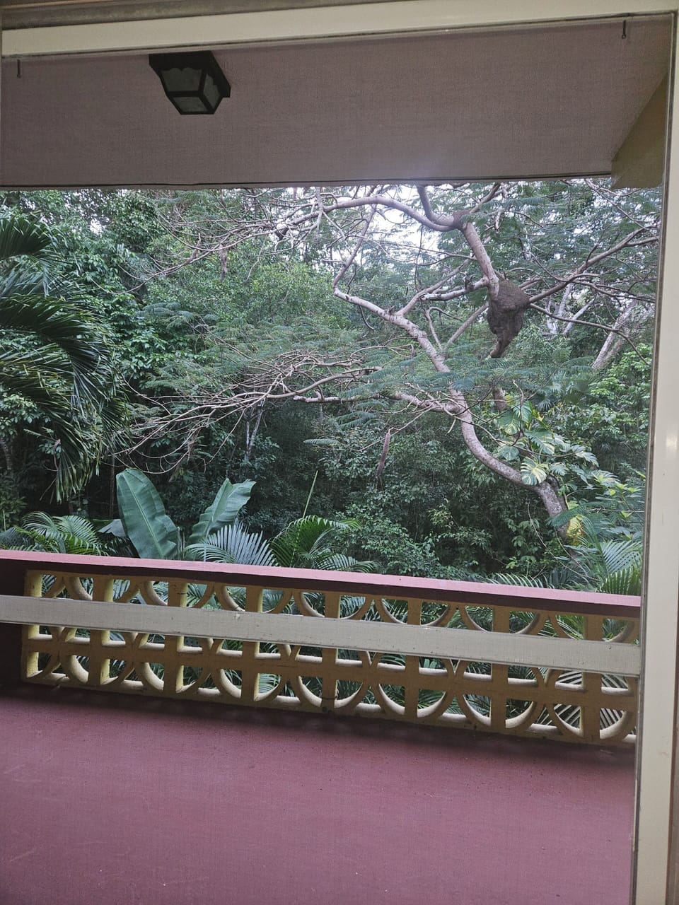 Tropical setting 