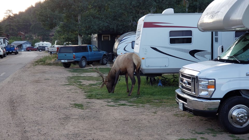 Elk visit @Manor in the Spring and Fall
