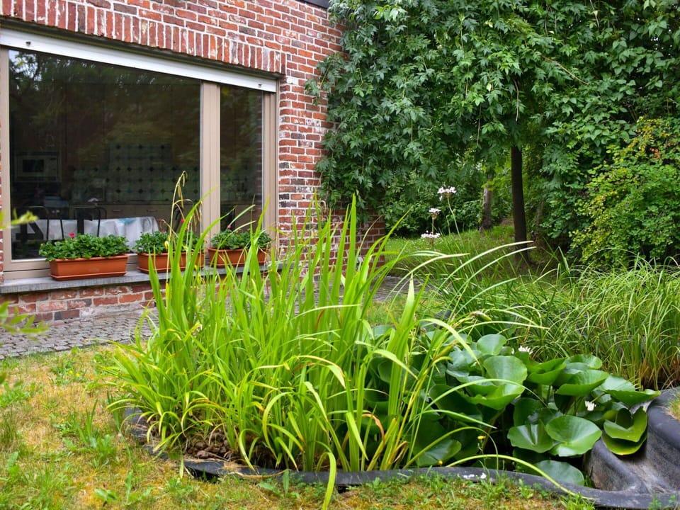 Grass, Plant, Vegetation, Natural Landscape, Yard, Garden, Grass Family, Flower, Botany, Landscape