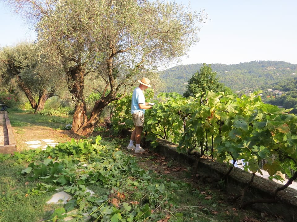 Art pruning the vines
