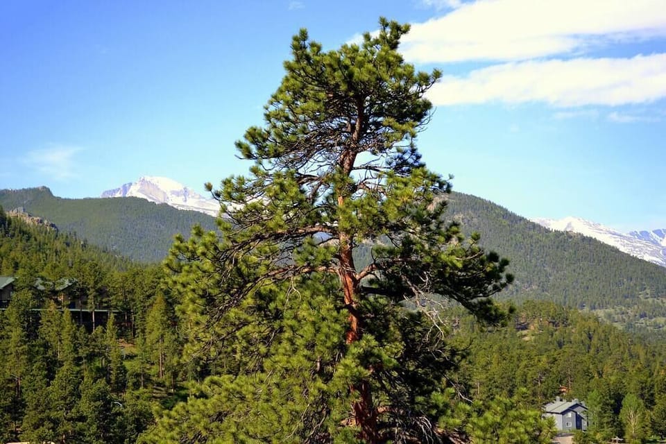 Longs Peak View