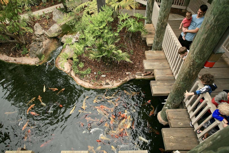 Feeding the fish in the KOI pond is a guest favorite
