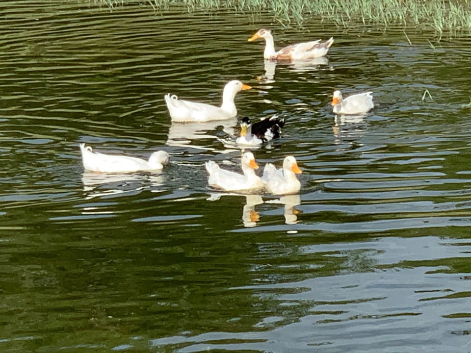 Our friendly ducks are right at home on the lake and love bread!