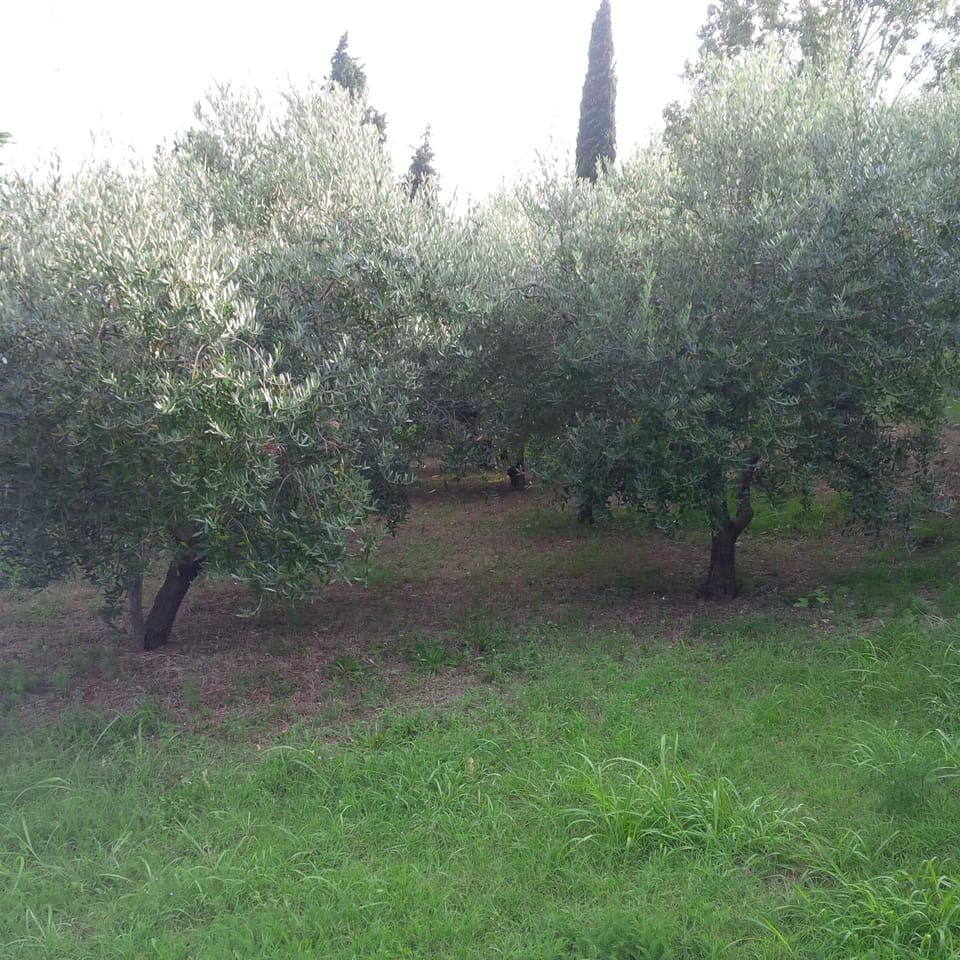 Area that directly surrounds the property. Olive trees around