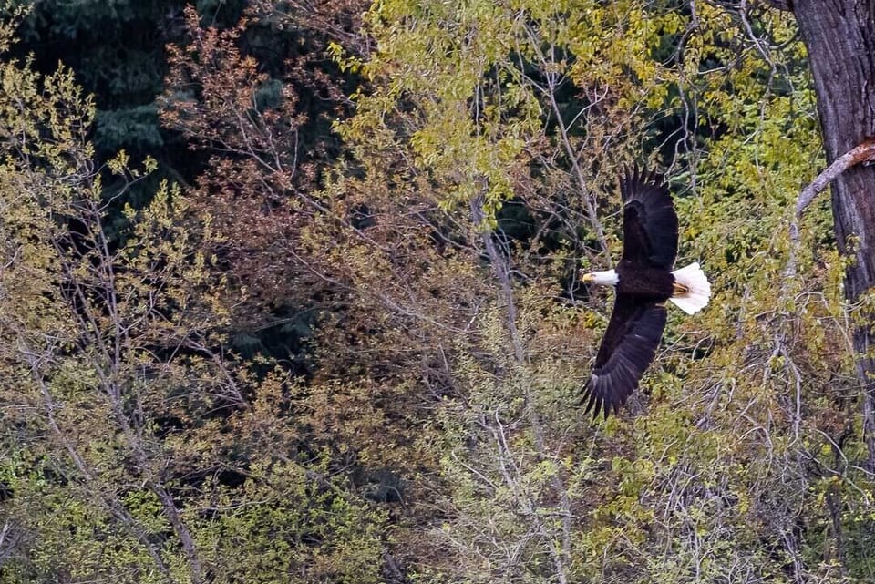 A pair of eagles nest right across the river and are easily seen from the patio