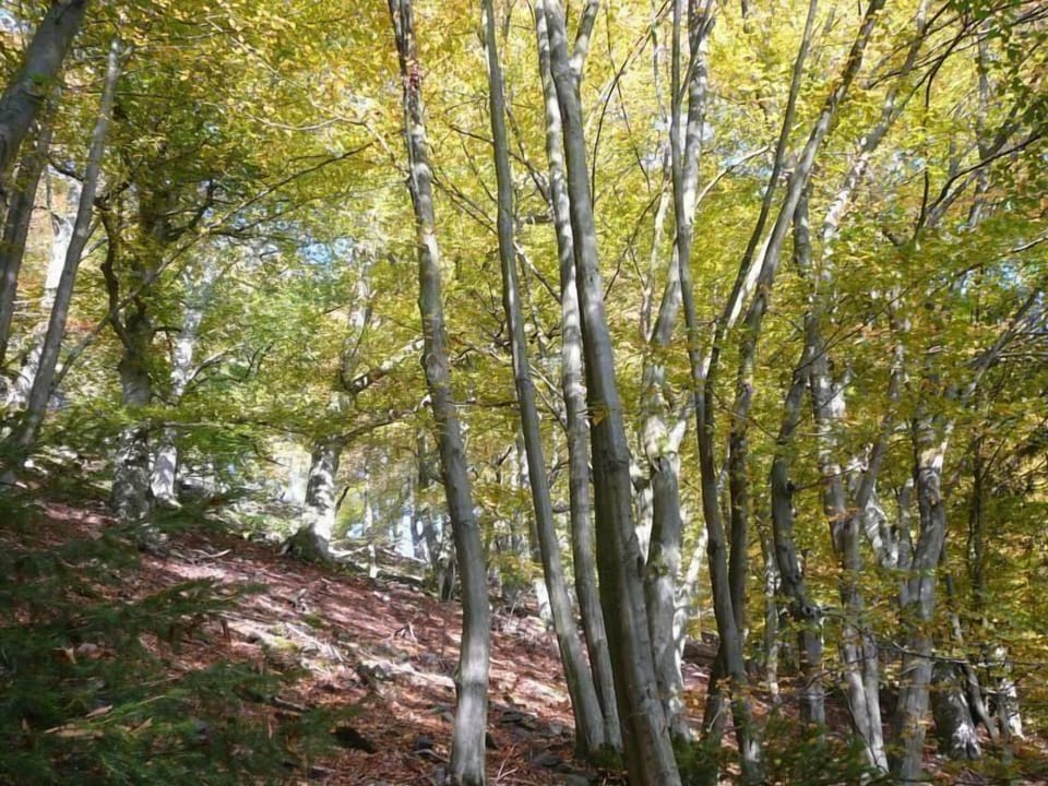 Area that directly surrounds the property