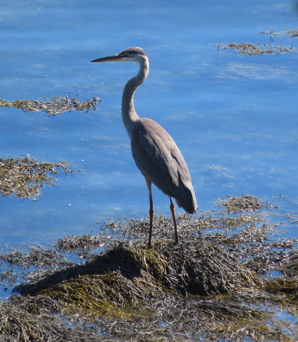 The beach is great for watching shore birds and seals