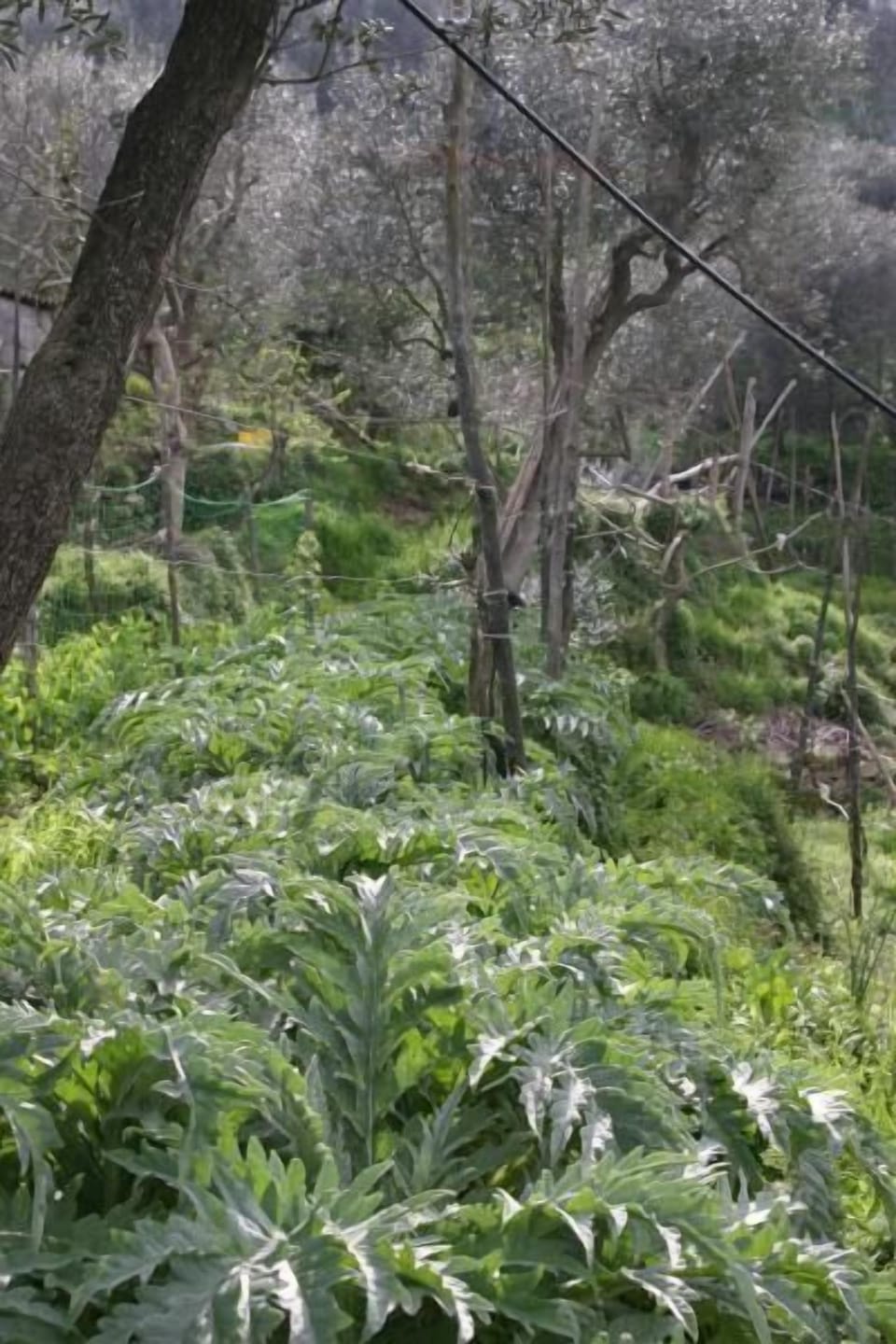 Our produict: artichokes