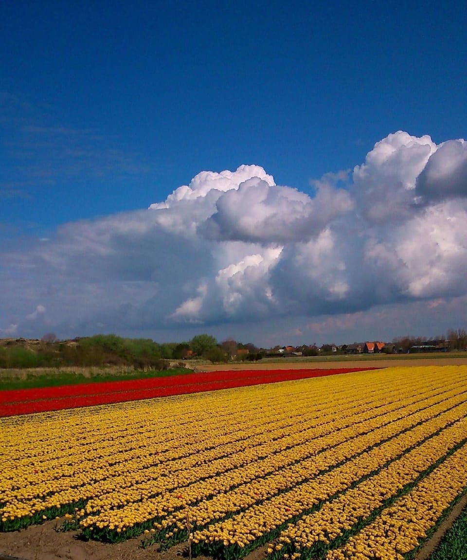 Flower fields in spring