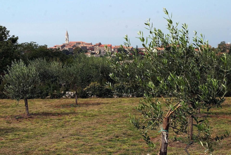 Olive tree garden with view to Višnjan