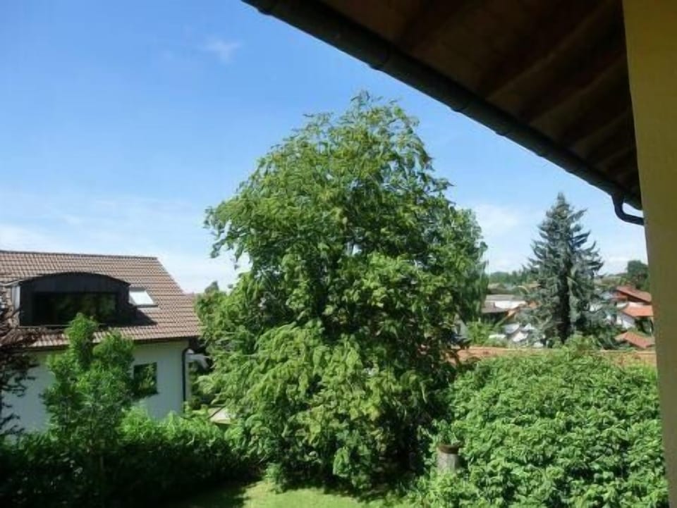 View from the window