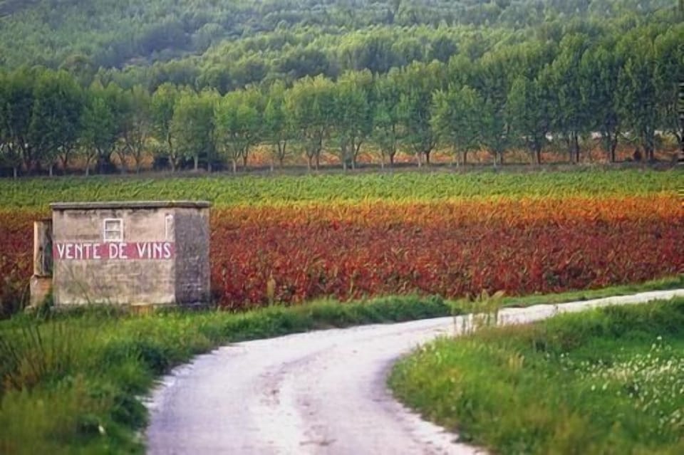 vineyards of Provence