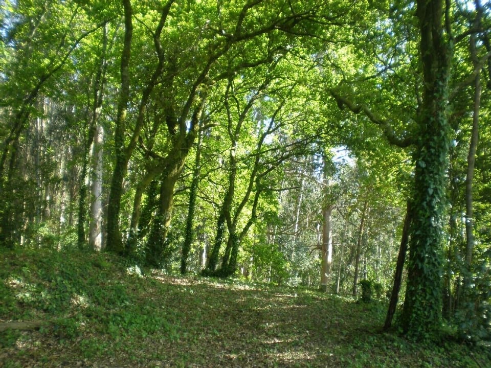 oak´s forest