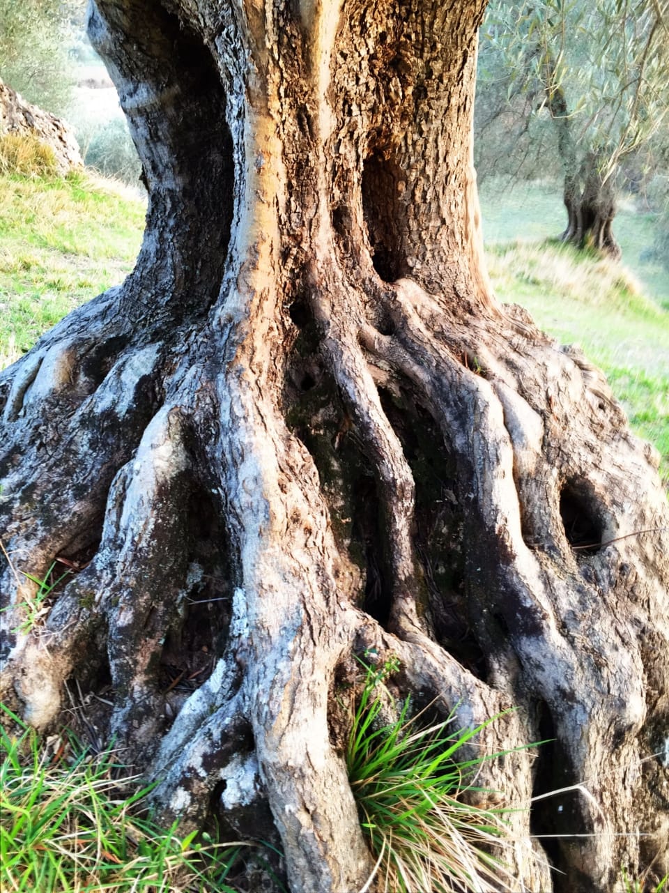 One of the centuries' old olive tress