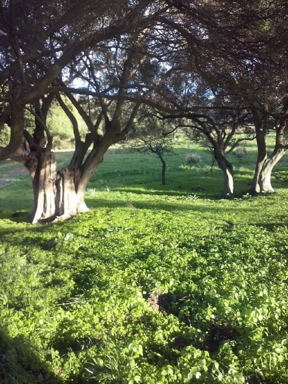 Property grounds