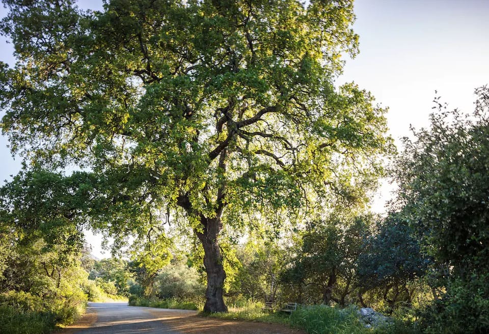 Roustika is an ideal location for nature walks