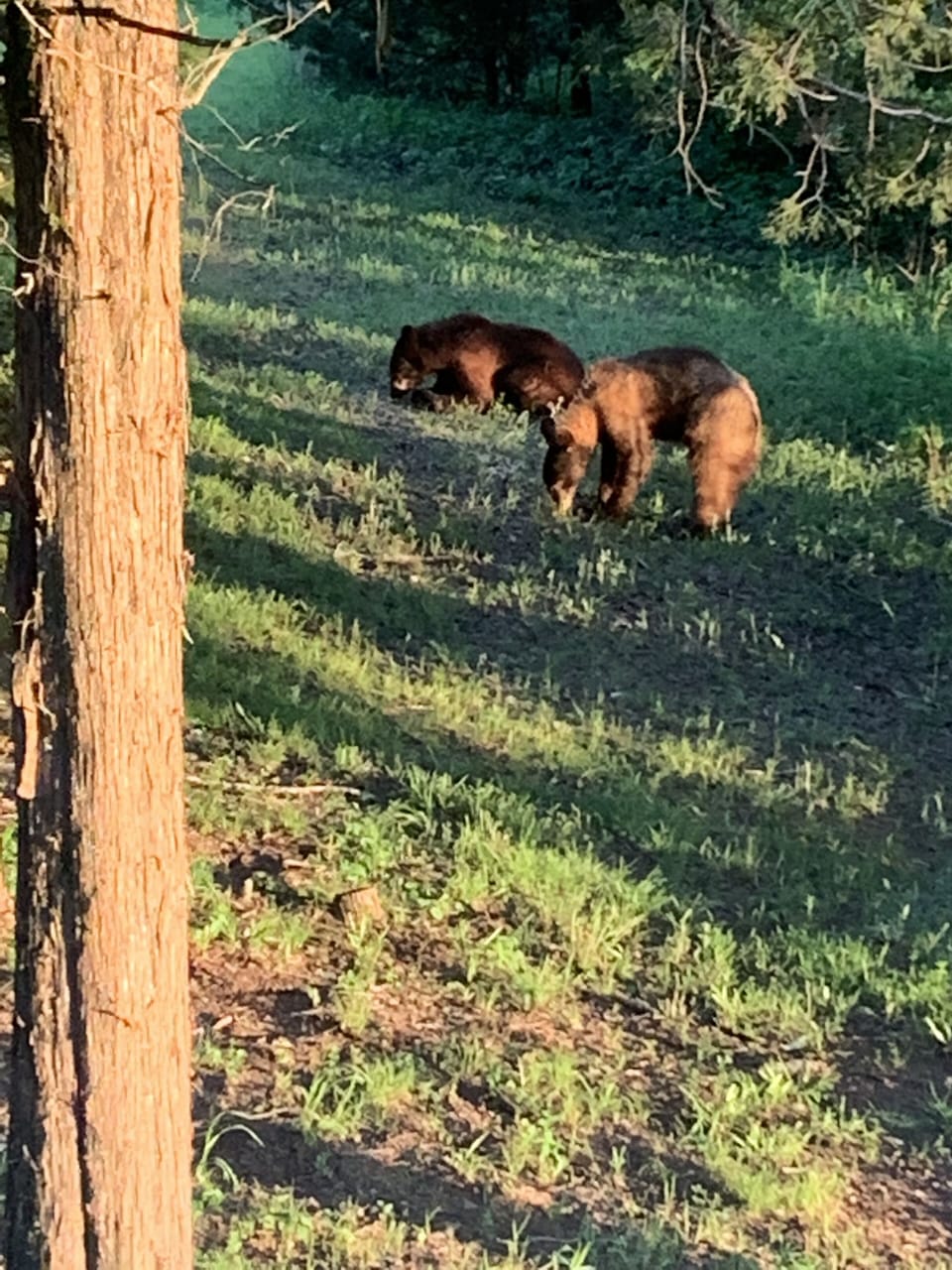 Bears come by often  