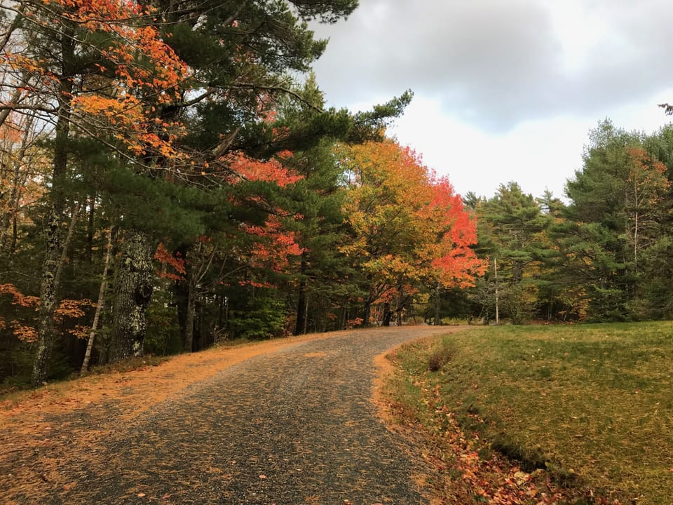 Beautiful in the Autumn too - the driveway