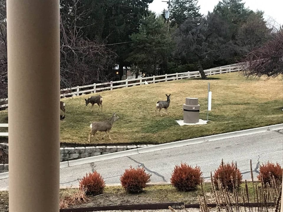 view from back patio space.. photos of buck