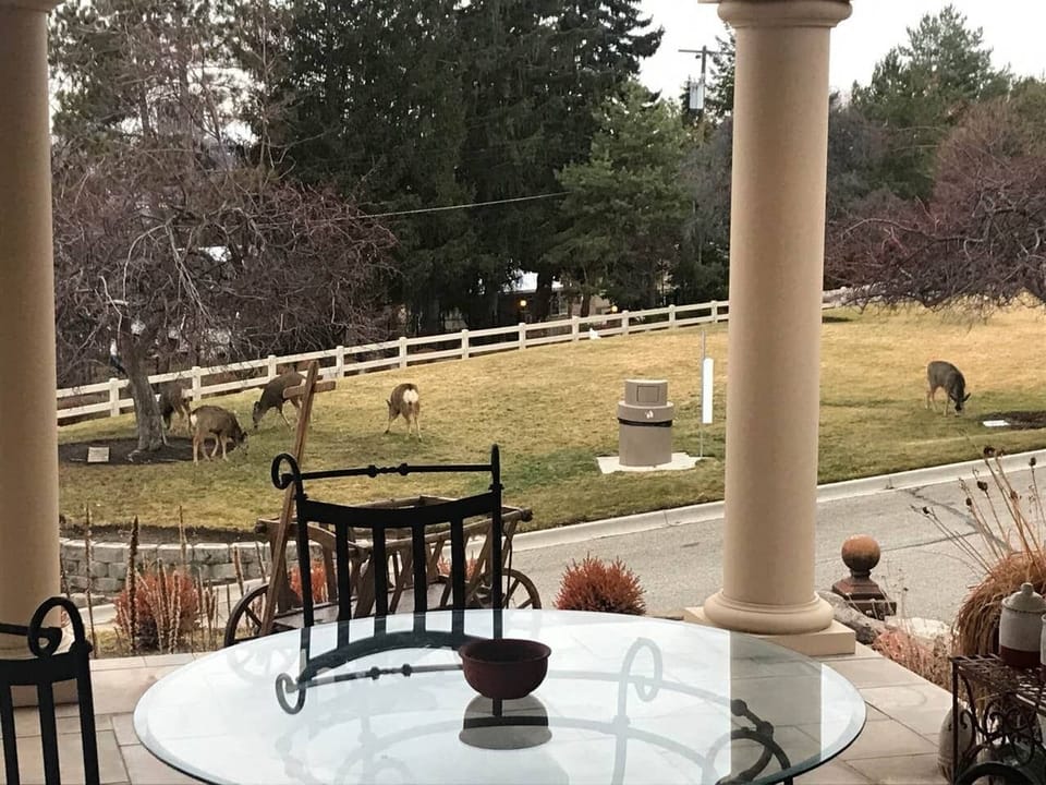 Buck feeding