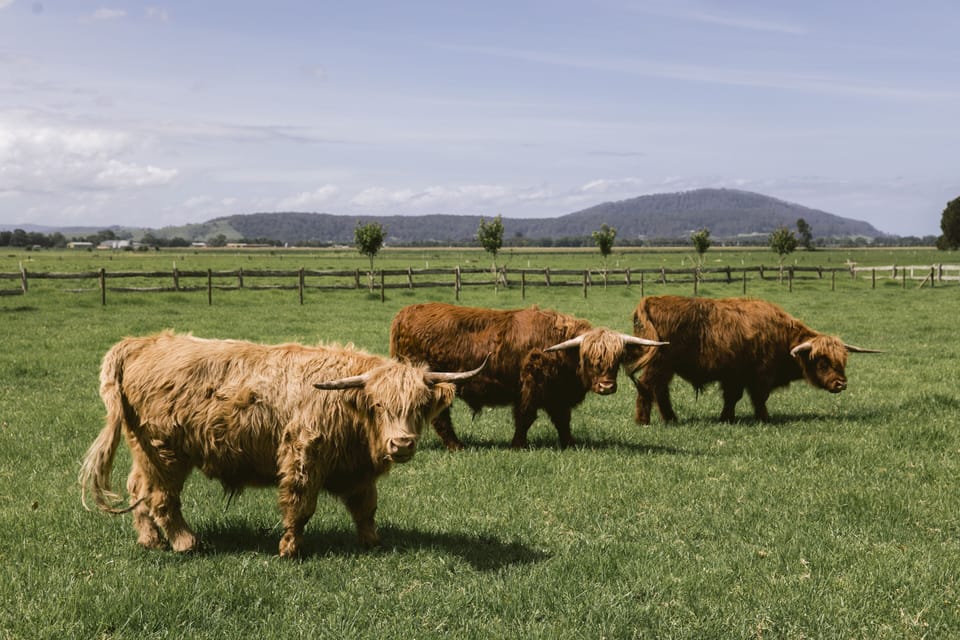 Our Scottish Highland cows - Finley, Fergus & Dougal