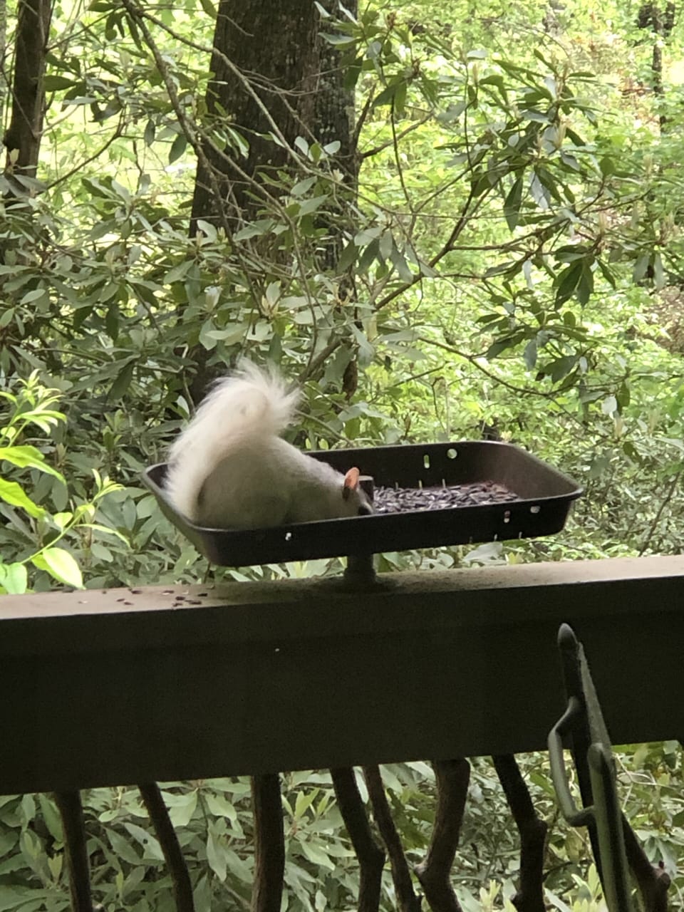 One of our many White Squirrels
