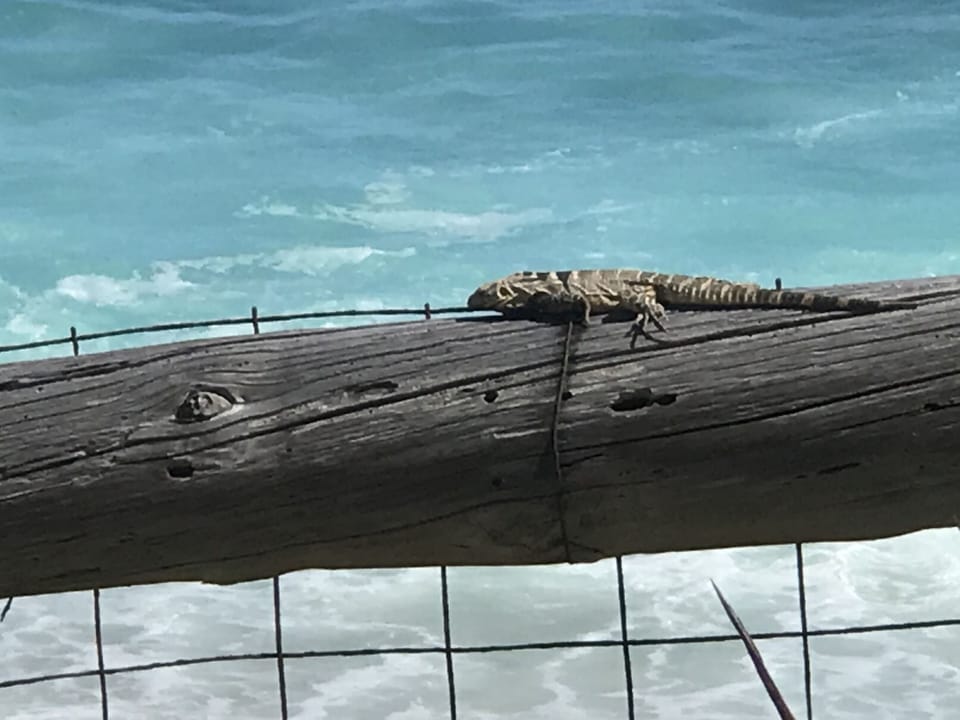 Another local relaxing in the sun