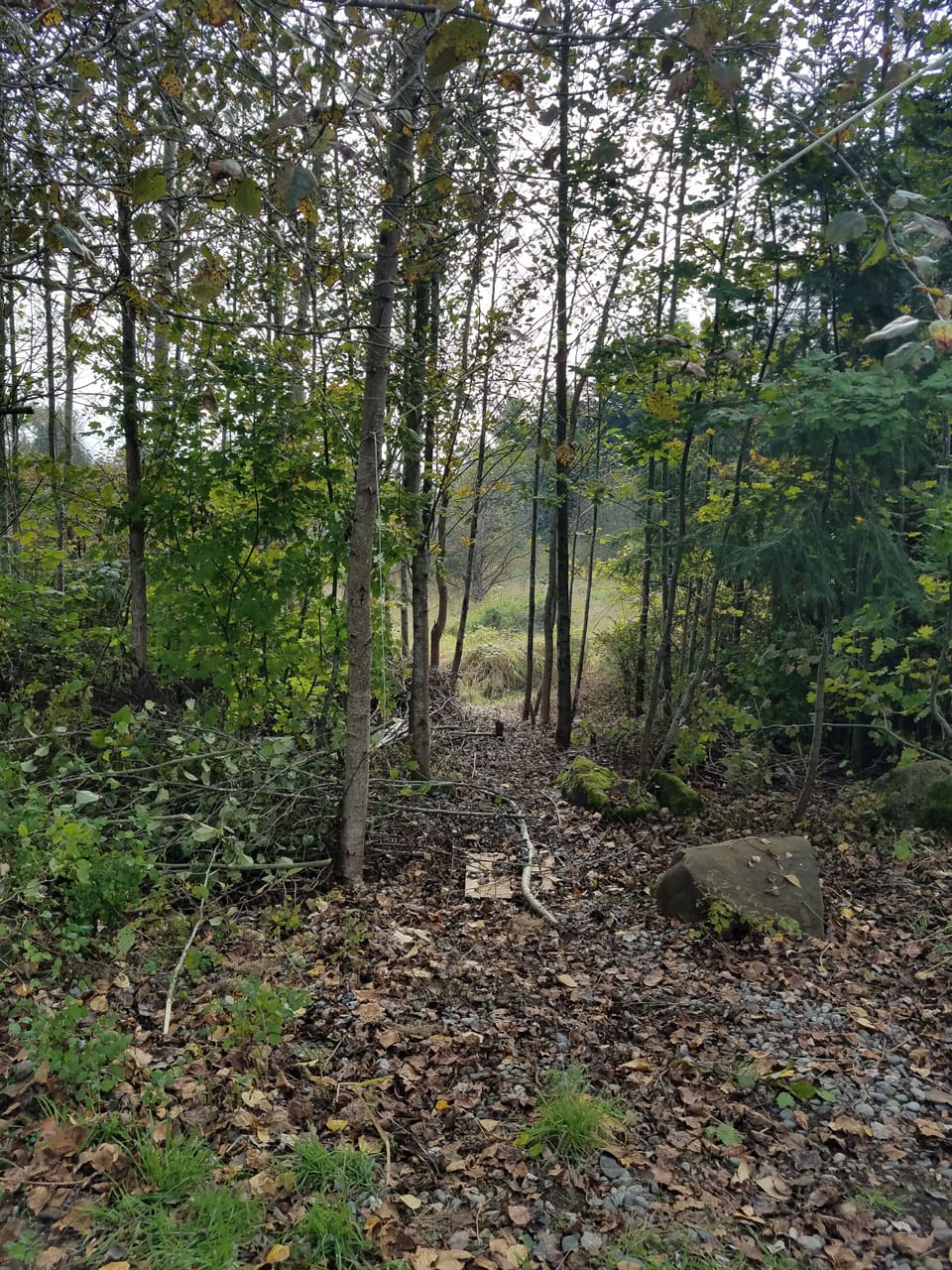Path to the Wetlands