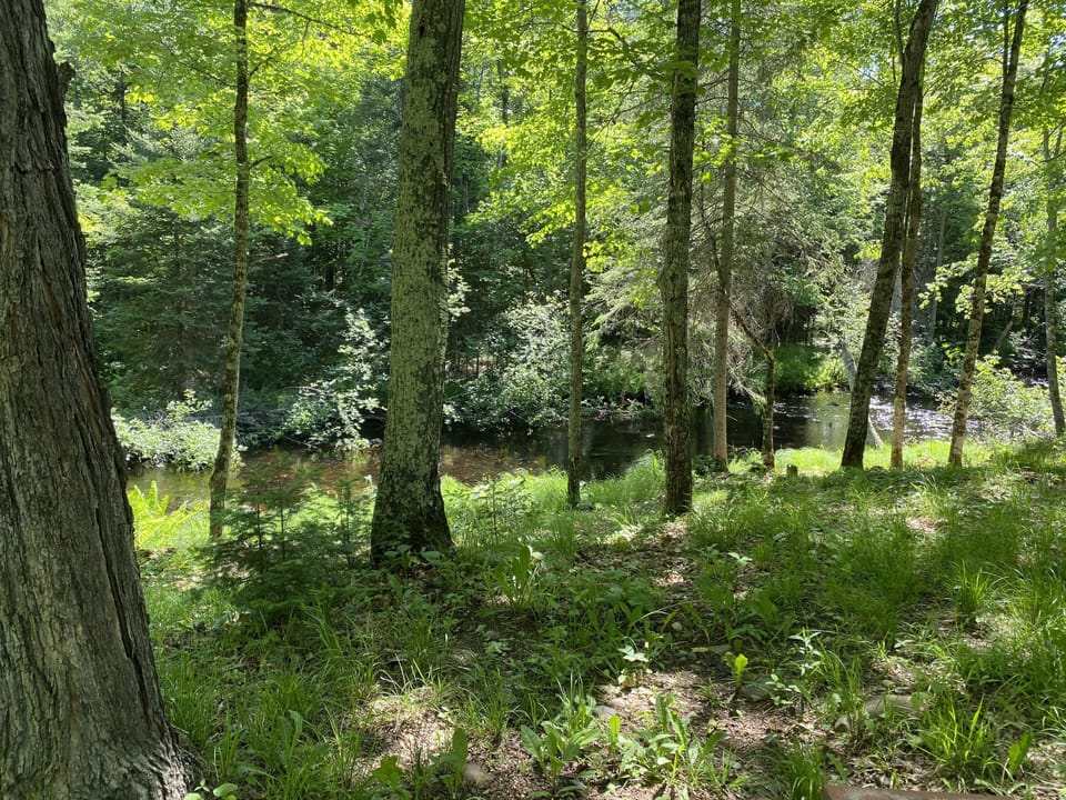 View of Pendleton Creek from the firepit area