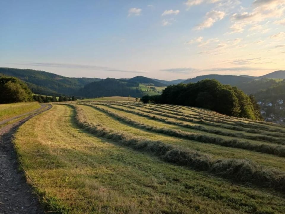 Region [summer] (>5 km)