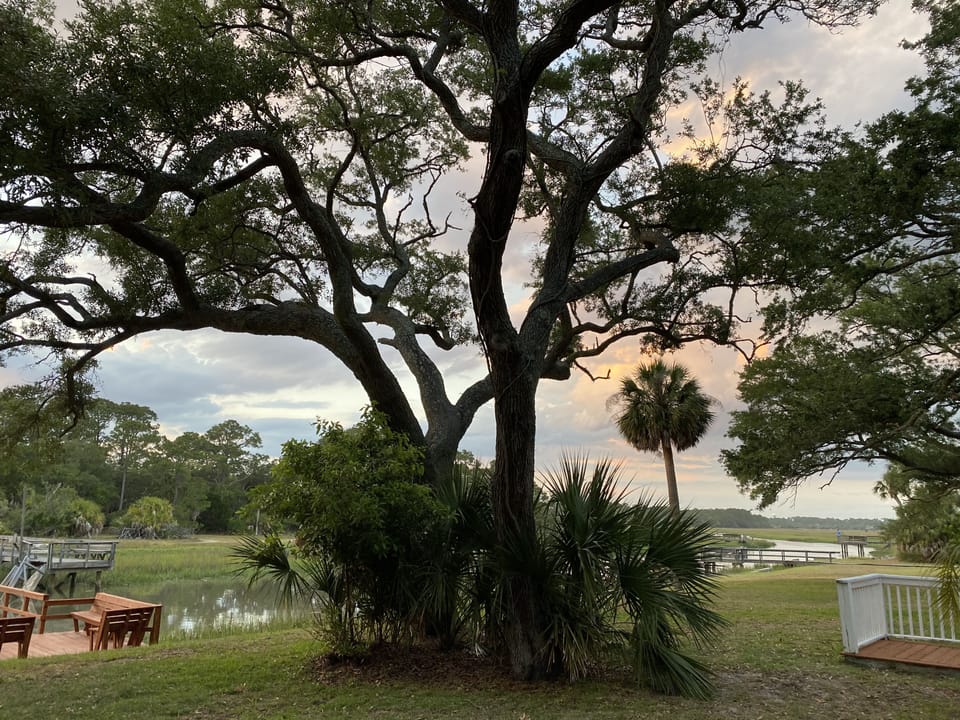 our mighty oak tree just after sunset