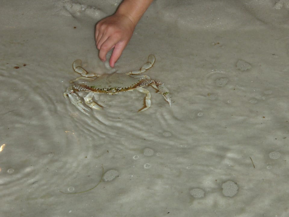 night-time crabs at beach
